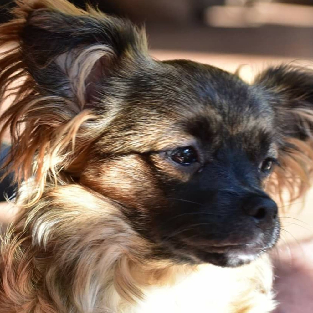 Meet your Posher, Dorothy